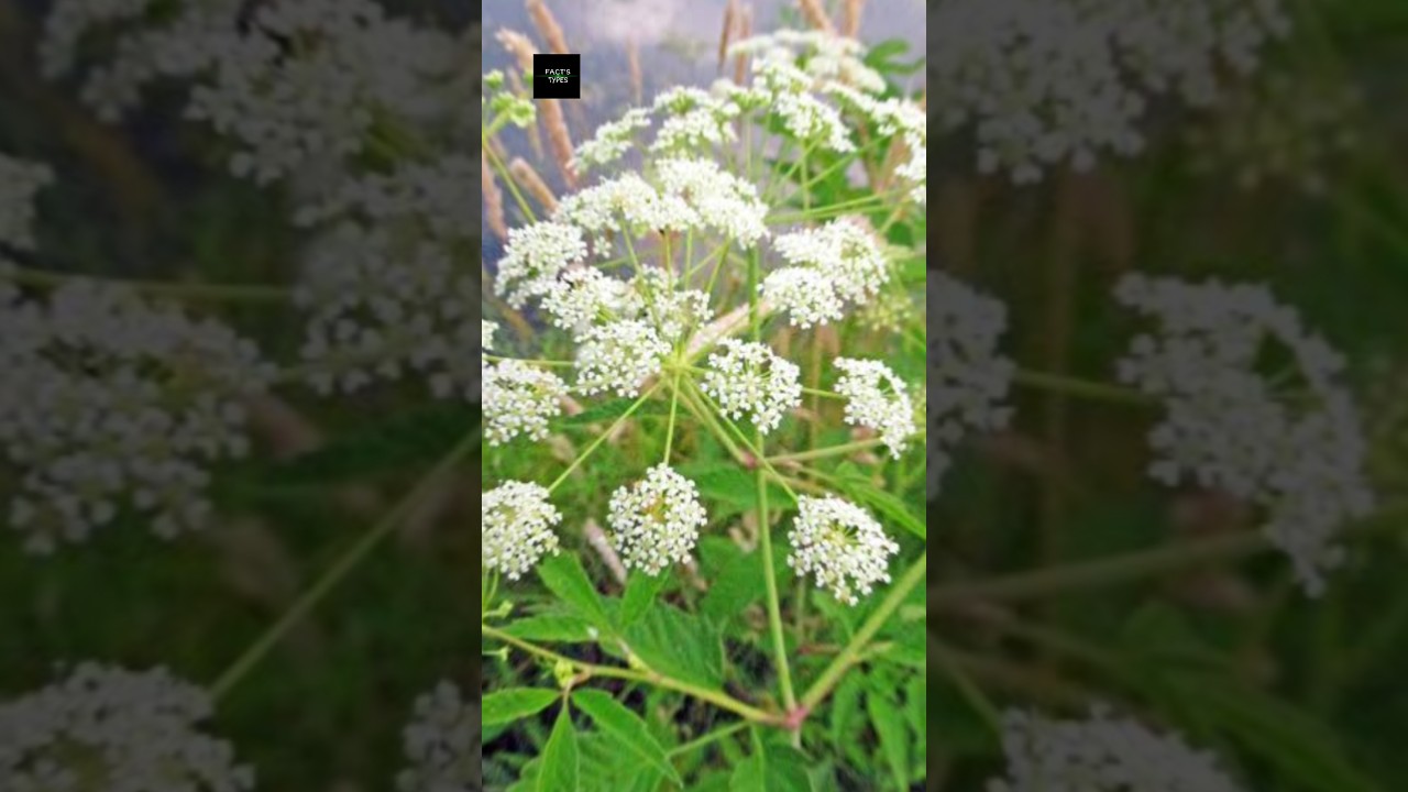 World toxic plant II Water Hemlock II  ☘️ 