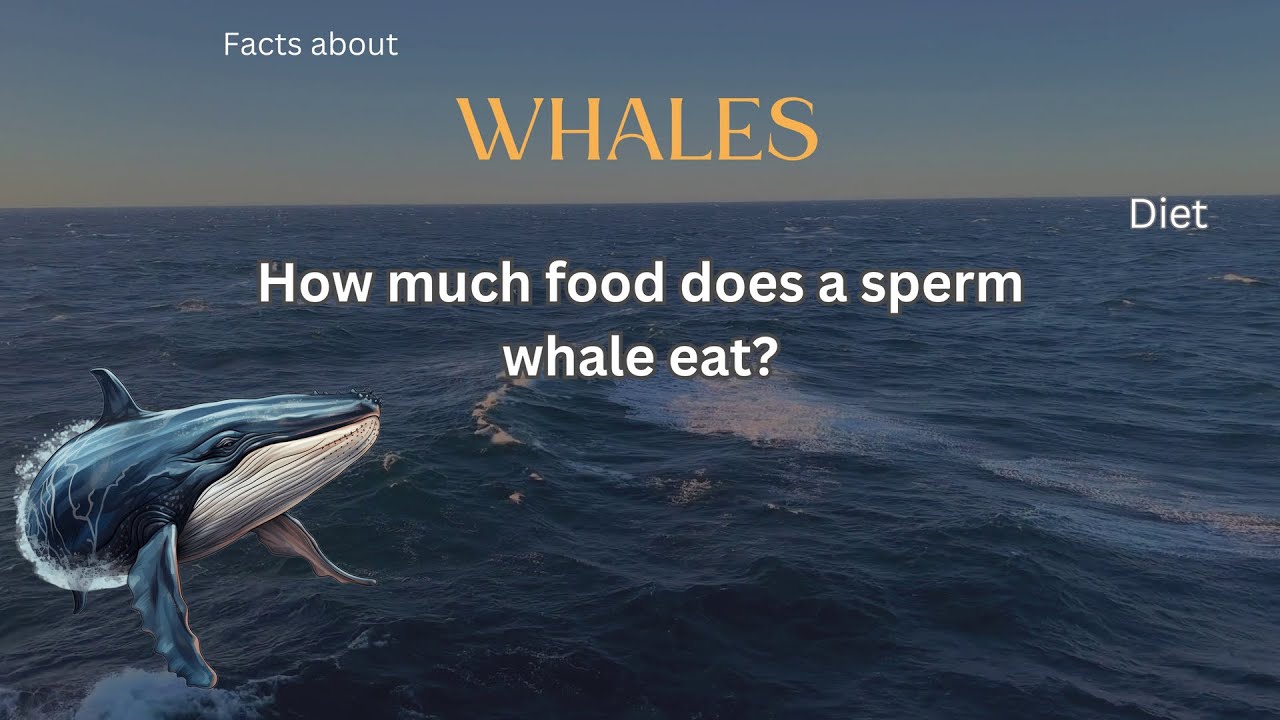Whale Fact 14 How Much Food Does A Sperm Whale Eat YouTube whale-fact-14-how-much-food-does-a-sperm-whale-eat-youtube