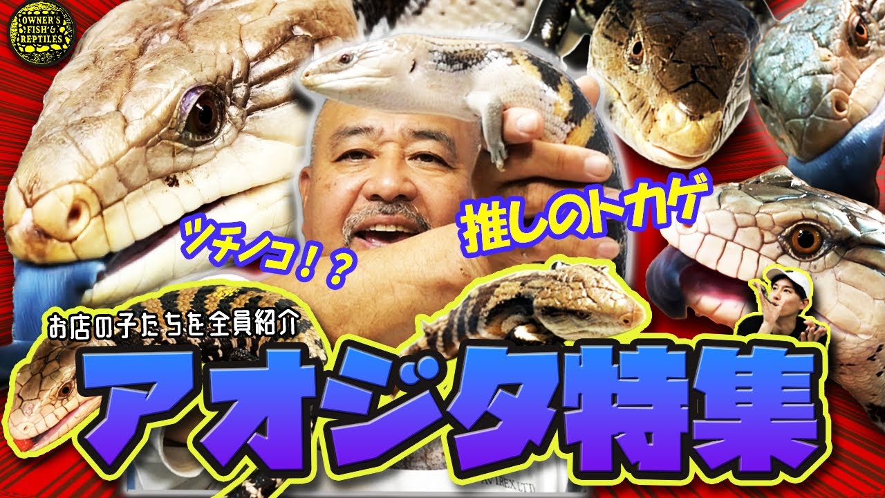 【まるでツチノコ】お店にいるアオジタを紹介【アオジタトカゲ】