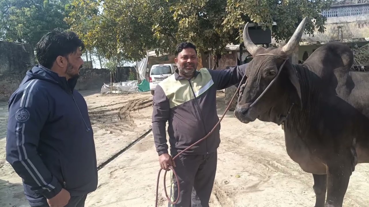 🦬😊देखो कितना प्यार देसी बेल कितना प्यार से पाल हुआ है 🦬🙏