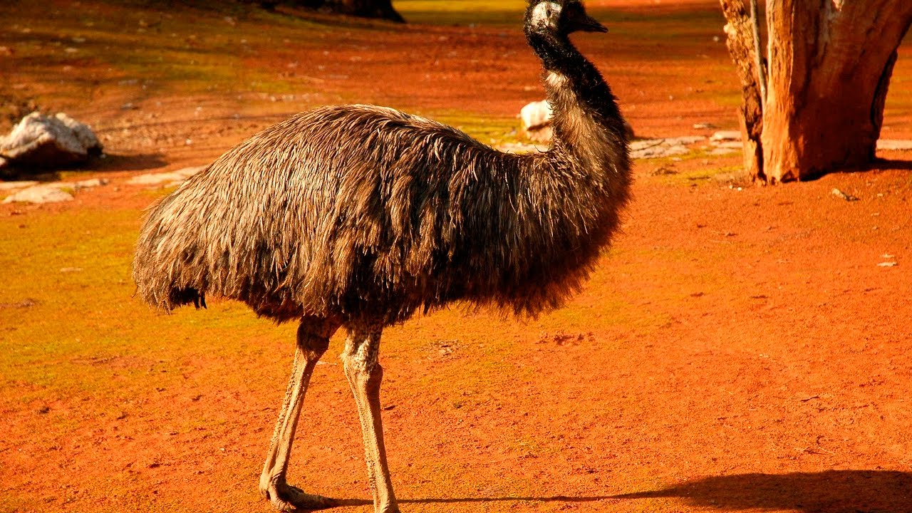 Idemo u Zoo: Emu