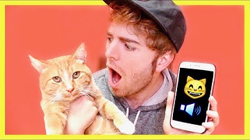 TALKING TO MY CAT WITH A CAT TRANSLATOR