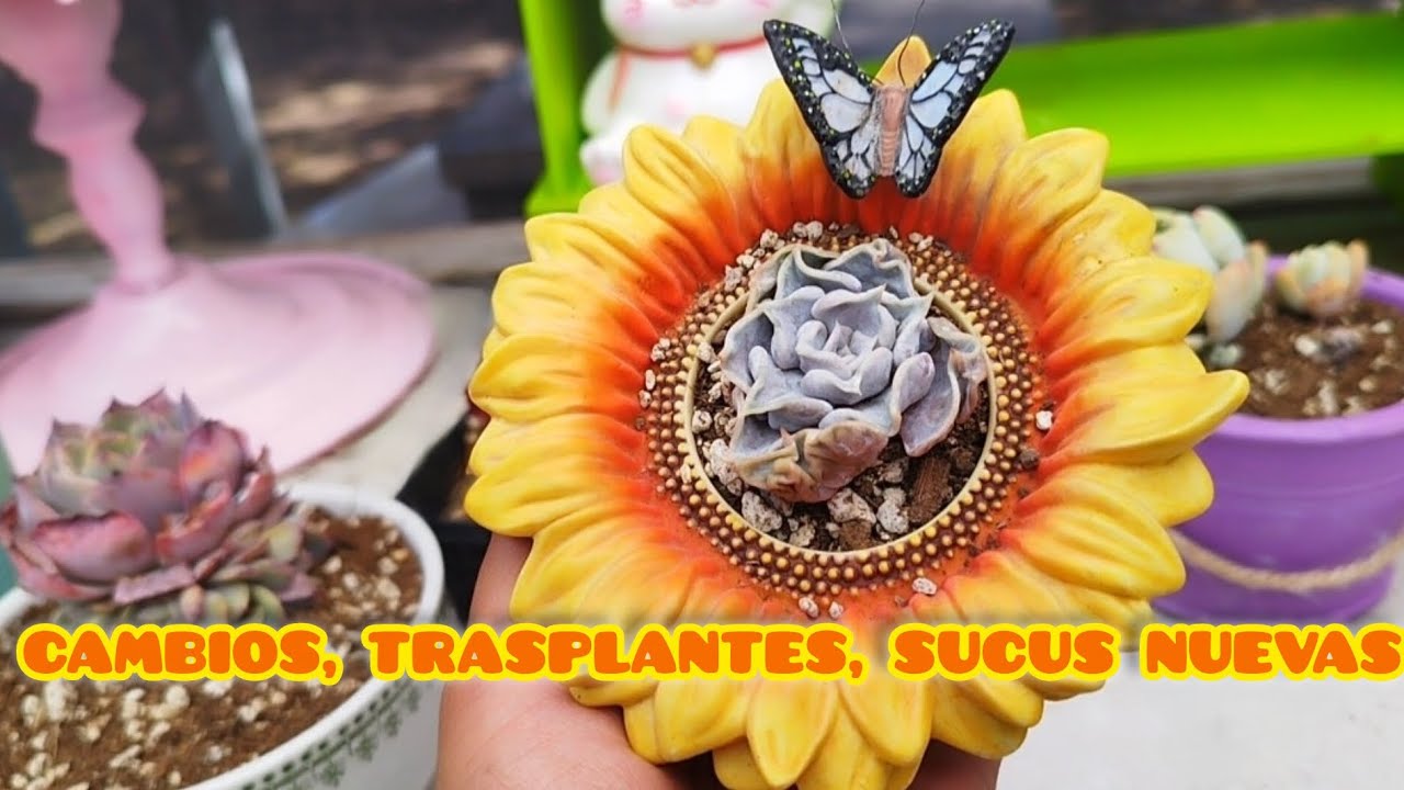 Poniéndonos al día con el jardín 