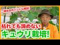 【キュウリ栽培】株が弱っても大丈夫!終盤のお世話と二期作のコツ【シェア畑】【農園ライフ】