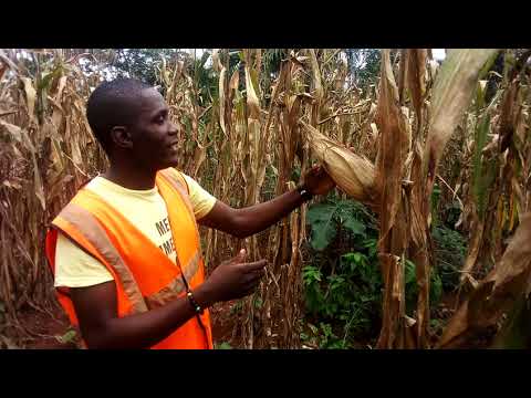 Vidéo: Pourriture du grain dans le maïs sucré : gérer le maïs sucré avec la pourriture du grain