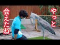 大好きな飼育員さんを待つ、ハシビロコウのふたばちゃん!　閉園前の1時間を10分にギュッと凝縮!【冬のふたば】Winter Futaba_17 Shoebill FUTABA 2021_12