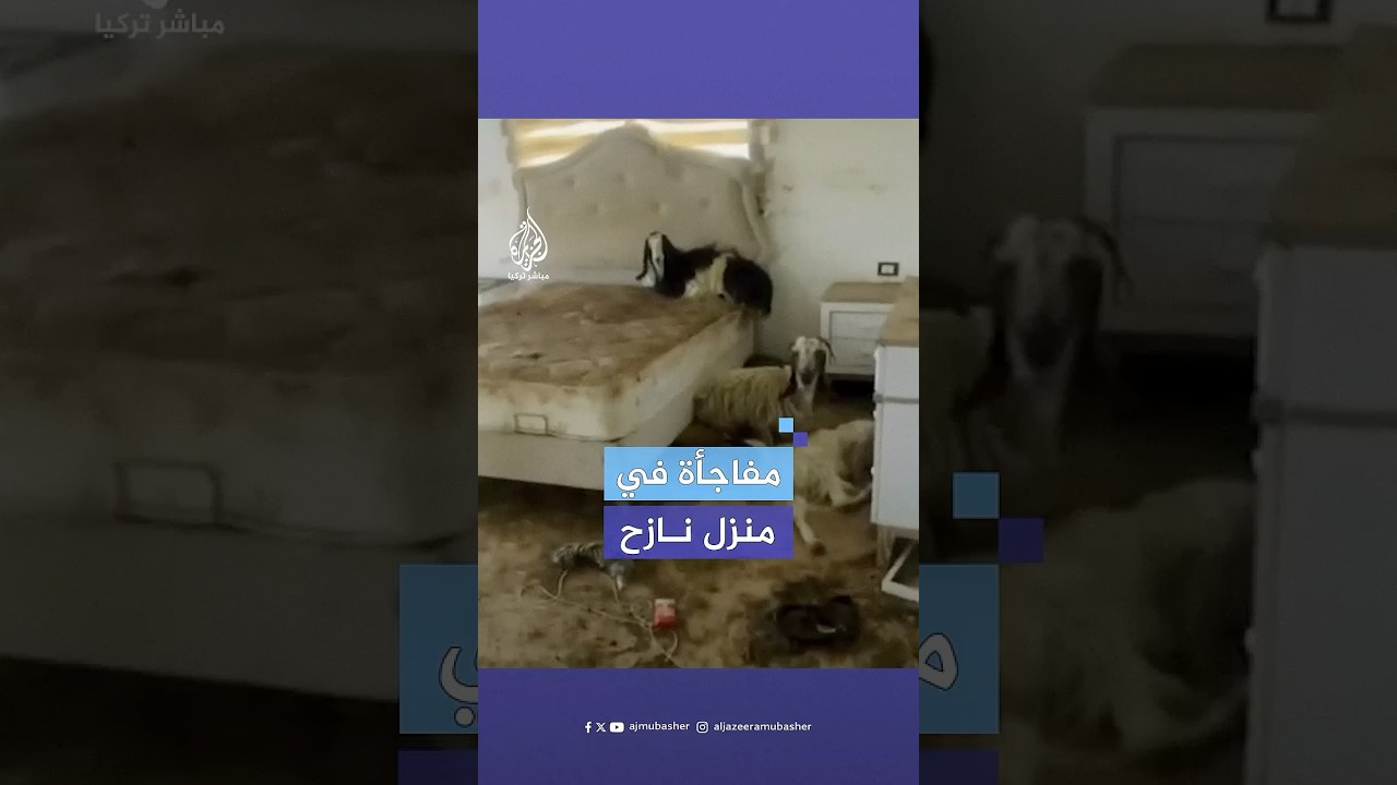عاد بعد وقف الحرب فوجدها في انتظاره.. نازح يوثق احتلال "الماعز" منزله #الجزيرة_مباشر | #لبنان