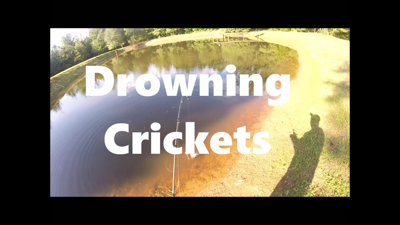 Drowning Crickets YouTube