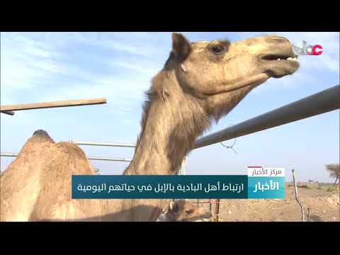 ارتباط أهل البادية بالإبل في حياتهم اليومية