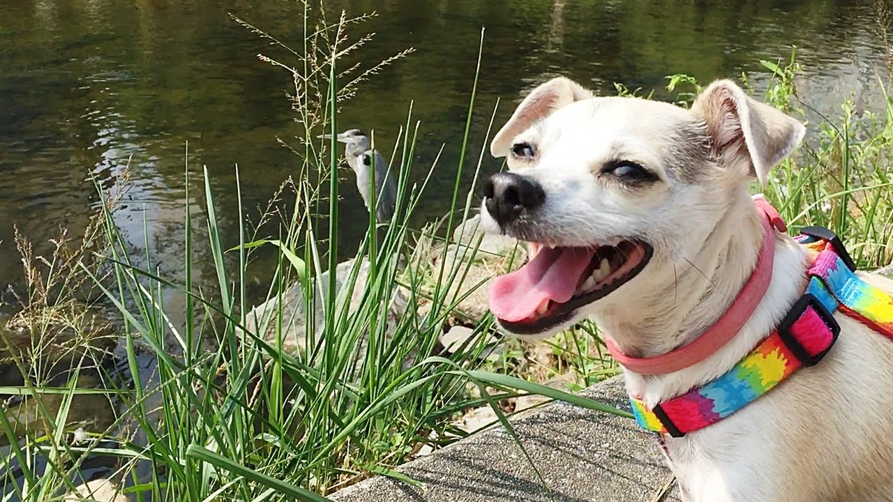 ross stores dog beds