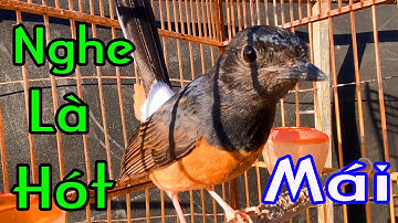 CHOÈ LỬA MÁI/CHOÈ LỬA MÁI KÍCH TRỐNG/murai betina fighter, murai jatan auto ngamuk.lửa mái hót