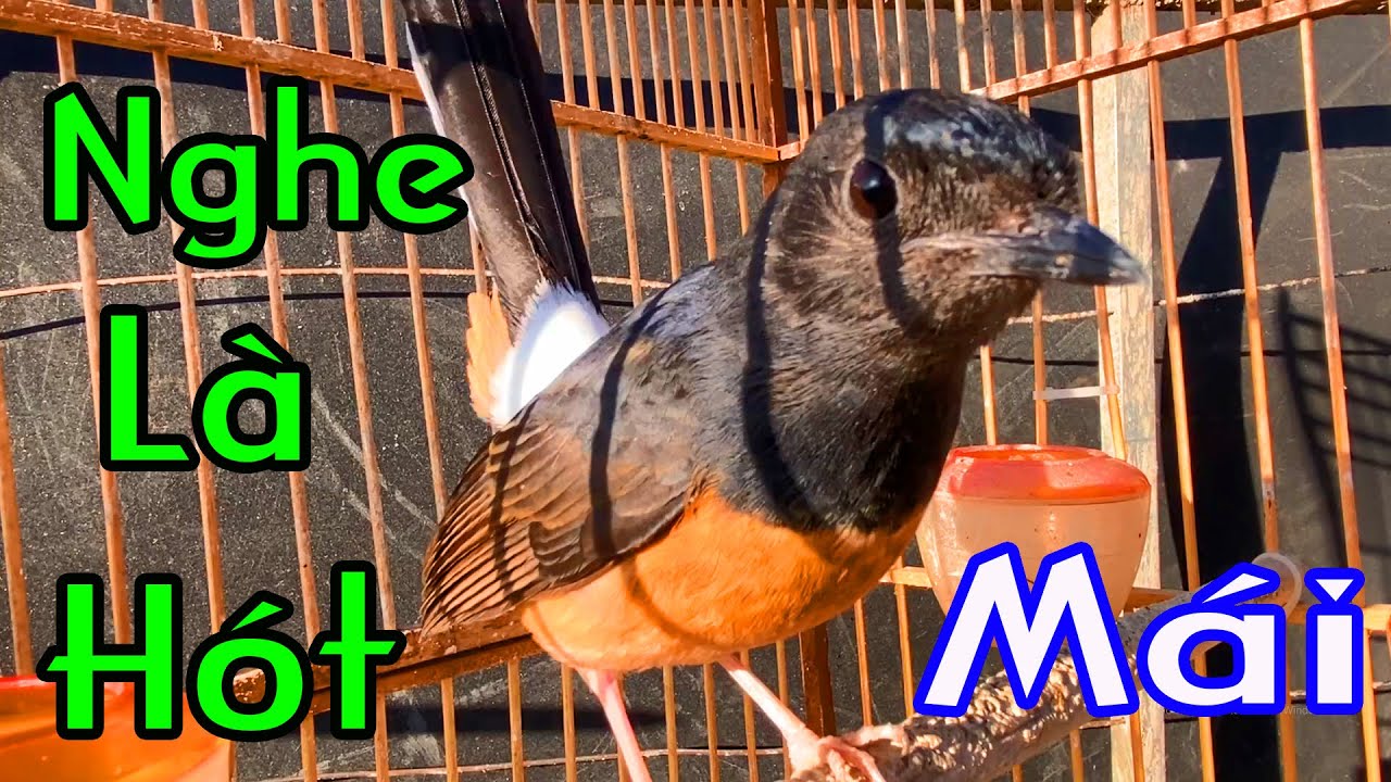 CHOÈ LỬA MÁI/CHOÈ LỬA MÁI KÍCH TRỐNG/murai betina fighter, murai jatan auto ngamuk.lửa mái hót