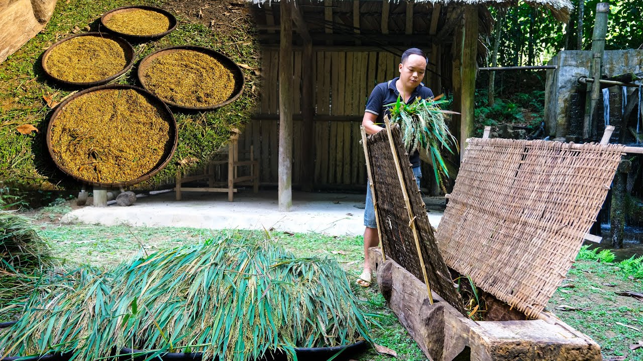 Primtive Rice Primitive Rice Harvesting Skills: Duong Processes Rice Using Ancient ...