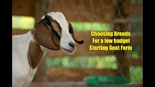 Choosing Breeds for a low budget starting Goat Farm