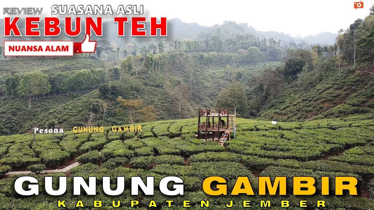 Kebun Teh GUNUNG GAMBIR Wisata Alam di Jember YouTube