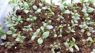 картинка: Появились корешки!👍Древесное черенкование метельчатой гортензии. #черенкованиеметельчатойгортензии