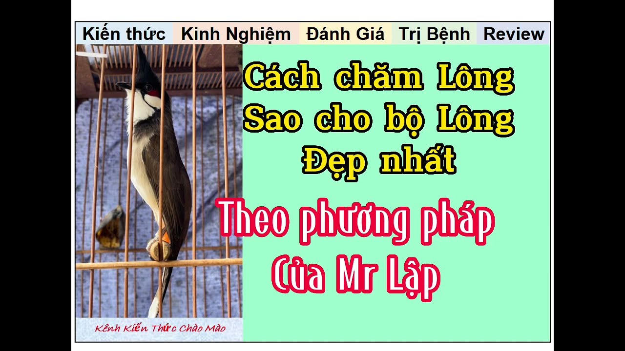 Kiến thức chăm Bộ Lông từ đầu tới cuối theo Tiến Lập chuẩn nhất