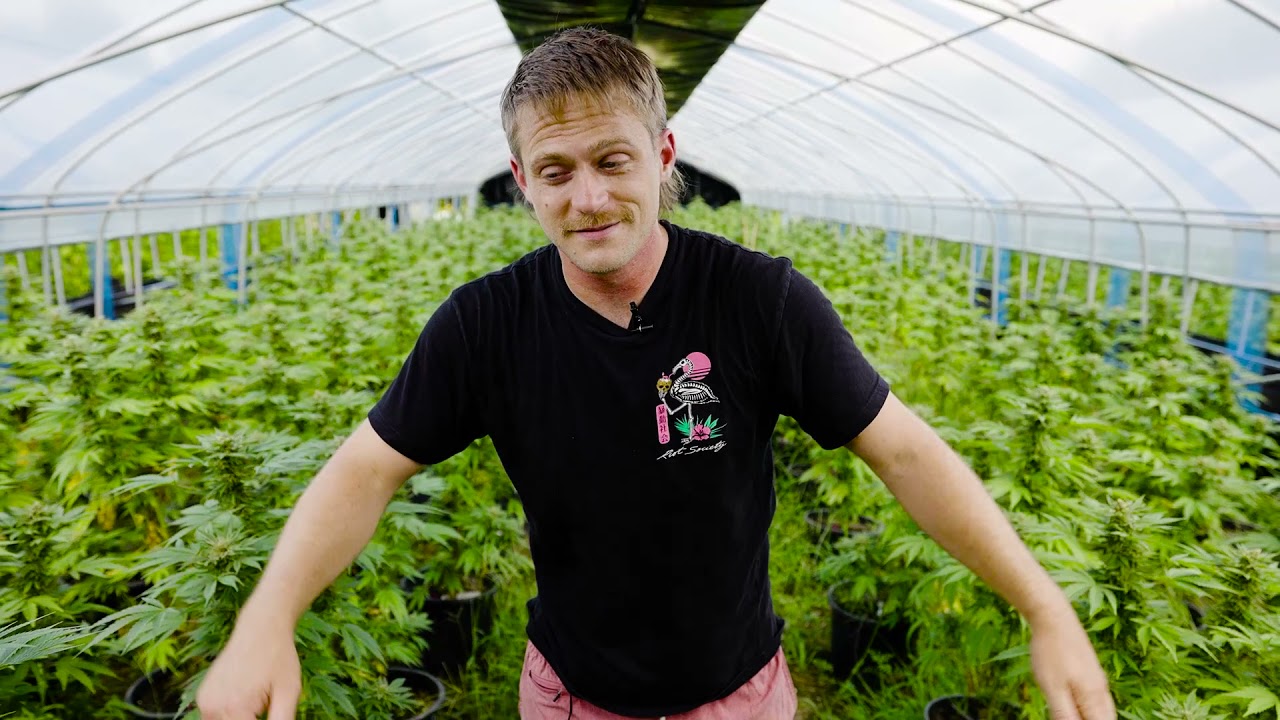 Oklahoma Cannabis Greenhouses - Summer Pests & Mold in 100+ Weather