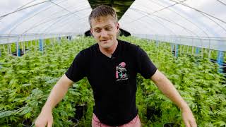 Oklahoma Cannabis Greenhouses - Summer Pests & Mold in 100+ Weather