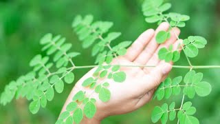 تعرف على مميزات شجرة المورينجا - Moringa- مفعول السحر و فوائد عظيمة .