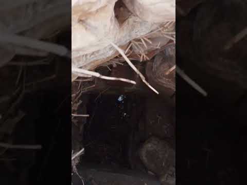  مجاري مياه عذبة عتيقة 