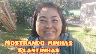 Mostrando minhas plantinhas de mudas que eu fiz FLOR DE PRIMAVERA E AZALÉIAS