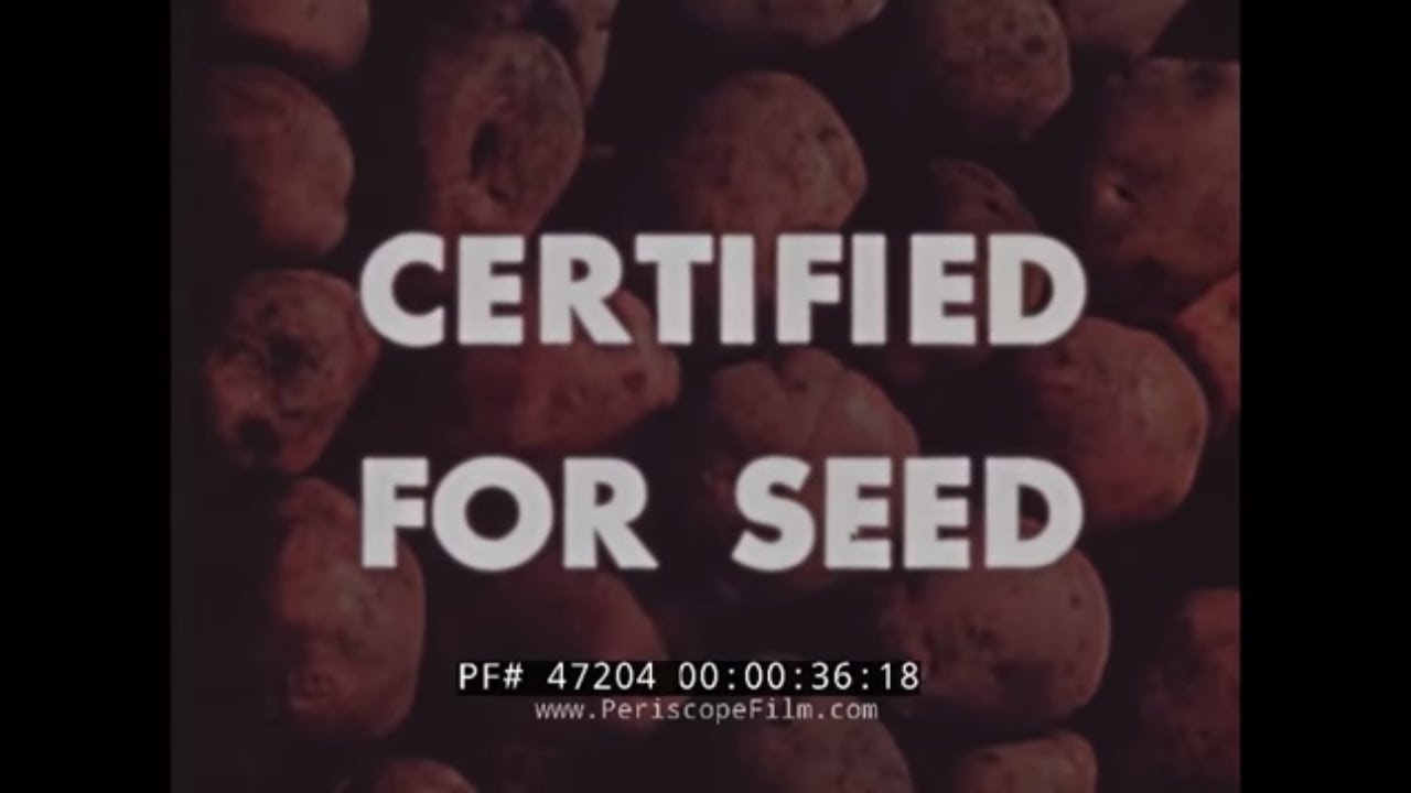 CULTIVATION OF SEED POTATOES   " CERTIFIED FOR SEED " 1945 FARMING DOCUMENTARY 47204