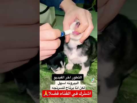 رضاعه الجراوي Dog Puppy Husky Alaskanmalamute جرو كلاب Youtubeshort Youtube 