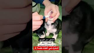 رضاعه الجراوي dog puppy husky alaskanmalamute جرو كلاب youtubeshort youtube