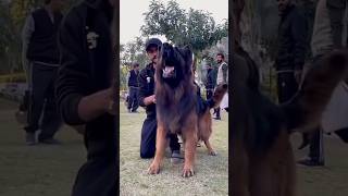 Top 4 Most Aggressive & Dangerous Dog Breeds in the World 🐕😱 #shorts