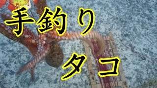 手釣りでタコを釣ってみた Youtube