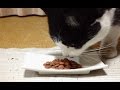 「 キャネット・チップ 」 こく旨リッチ お肉グルメ 【 High-grade dry food. 】