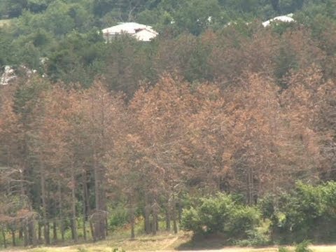 გამხმარი ხეები ხანძრის საშიშროებას ქმნიან