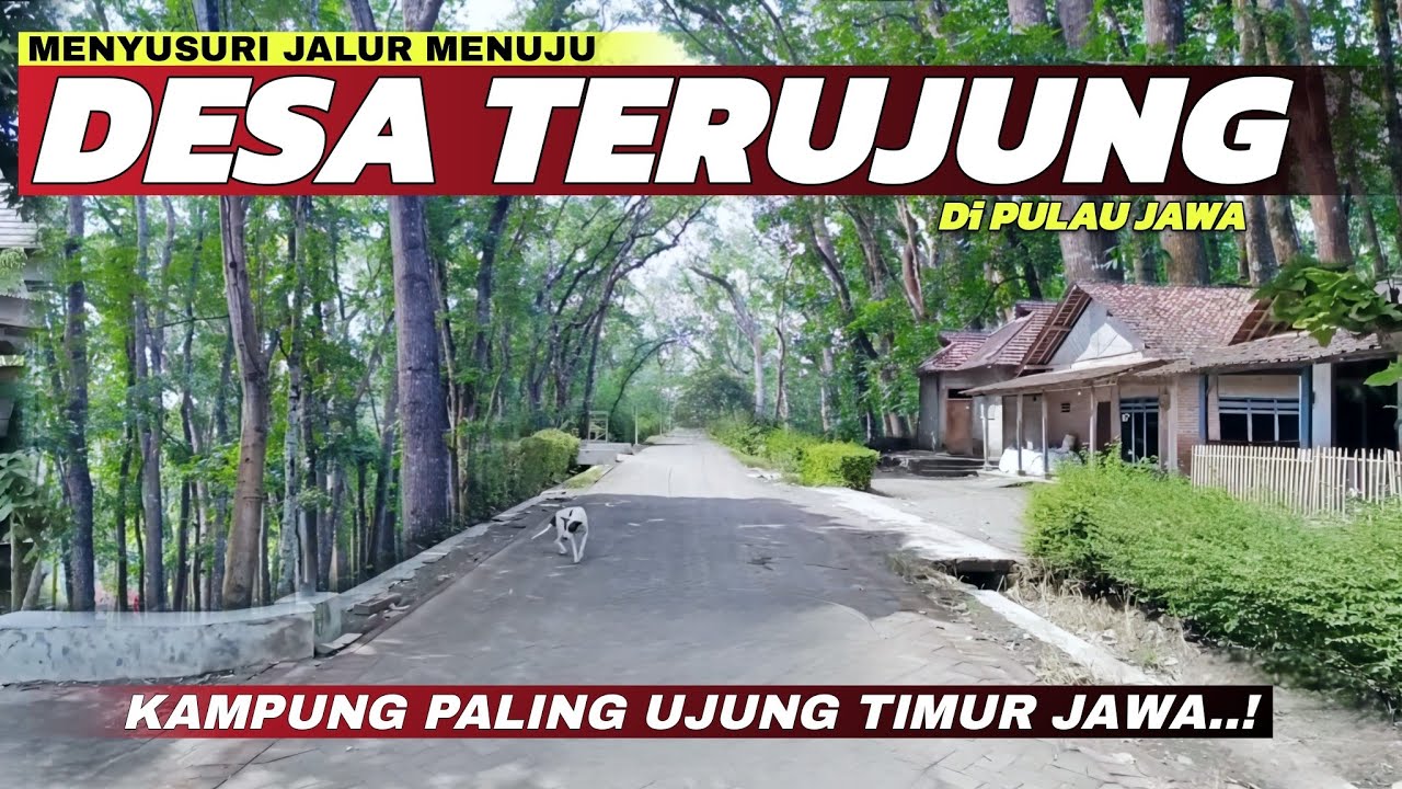 Desa Paling Ujung Timur Jawa! Menyusuri Indahnya Jalur Menuju Kampung Kutorejo di Alas Purwo