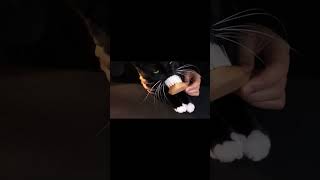 Combing Happy Purring Cat