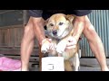 家族でコロナを倒してみた#shorts