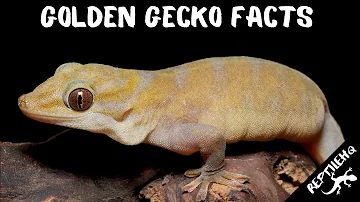 Discover Unexpected Facts about Golden Geckos!