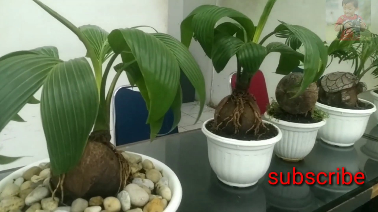 Koleksi Bonsai  kelapa  unik  YouTube