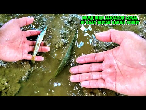 Ikan Goby Air Payau