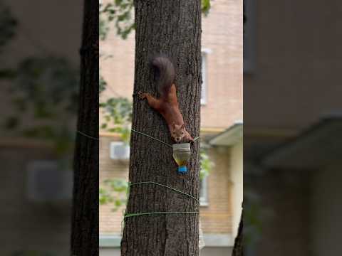 Пора придумать имя белке🐿️ пиши свой вариант в коменты✏️ #animals #walk #nature #животные #белка
