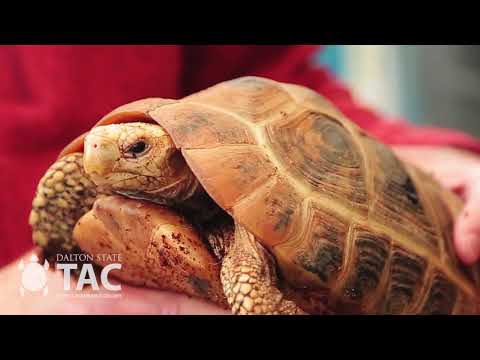 Dalton State | Turtle Assurance Colony