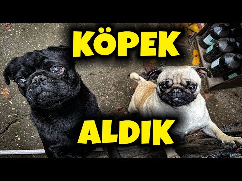 Video: Trendy Yeni Köpek Türü: Pug'lar İçin Kuruyemiş Kullan
