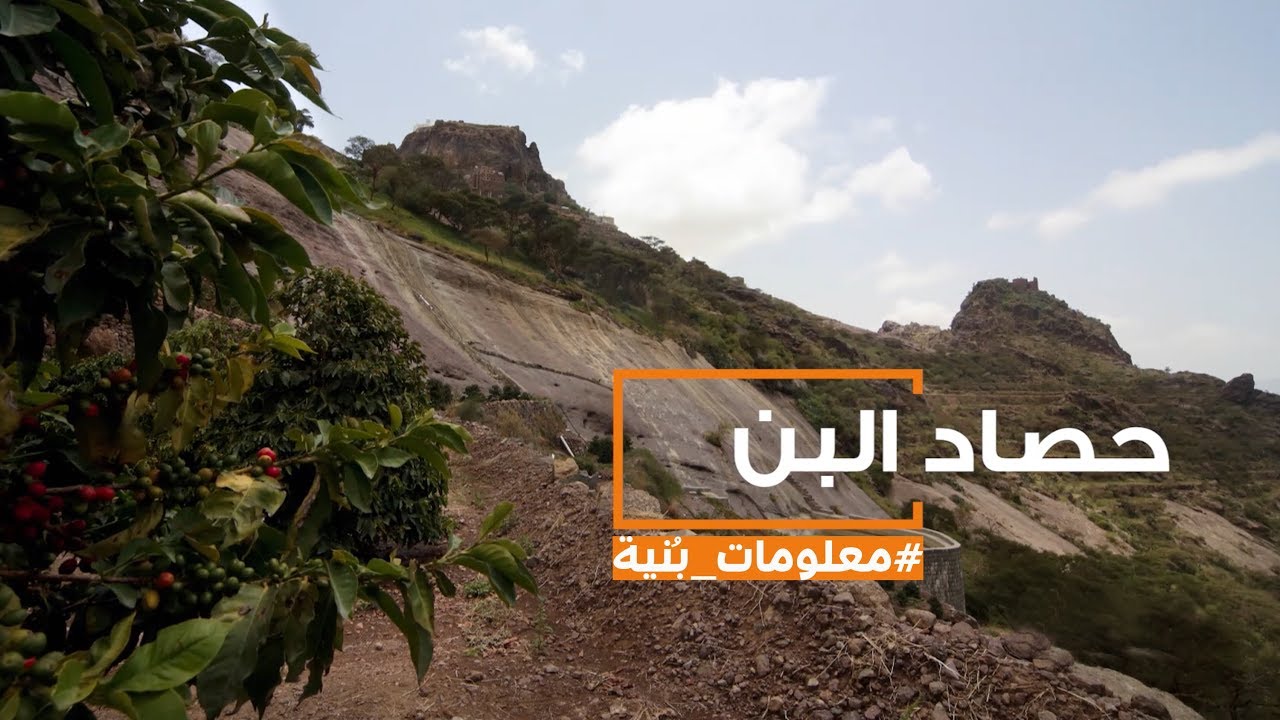 مرحلة حصاد البُن #معلومات_بُنية