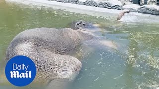 Adorable moment elephant uses his trunk as a snorkel in Texas