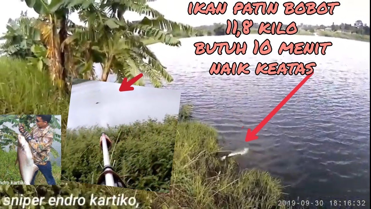 Nembak mania,nembak ikan patin 11.08 KG hanya butuh waktu 10menit😁 BY Sniper Endro Kartiko🙏