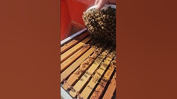 5 gallon bucket swarm trap April 2025