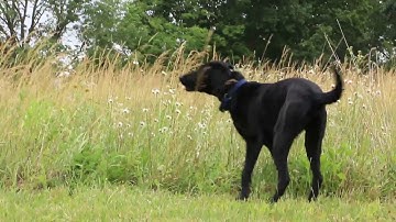 ATF Search Enhanced Evidence K-9 program (S.E.E.K)