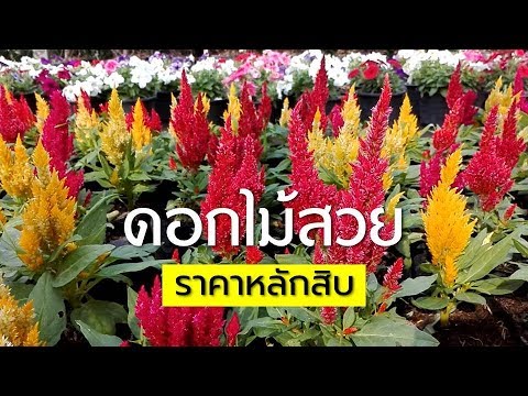 ดอกไม้สวยๆ (Annual flower) Farm station