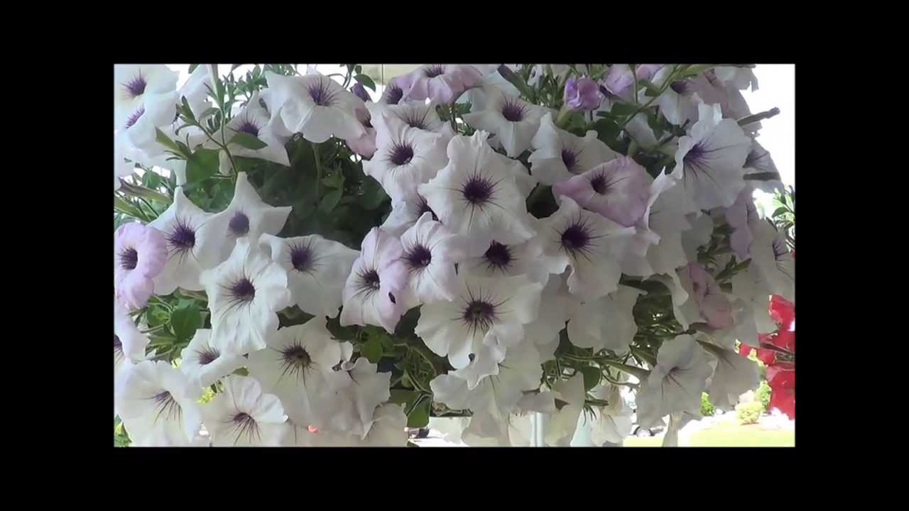 Petunias care, growing petunia flowers, deadheading. YouTube