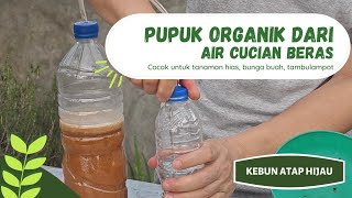 cara mudah membuat pupuk organik cair (POC) dgn hasil maksimal.